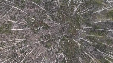 Kuraklık, kurak hava ile kurak orman. Ölü ağaçlar. Küresel ısınma ve iklim değişikliği. Yüksek hava sıcaklığı, aşırı sıcaklıklar. Ormanın kırsalında kurak bir yaz..