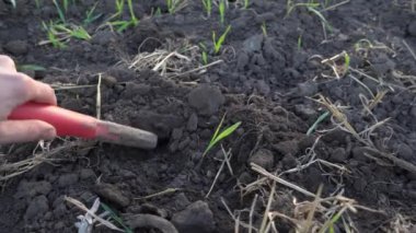 Altın detektörüyle arkeolojik ve hazine avcılığı. Yeraltında antika arayışı. Altın külçeleri üzerinde toprak araştırması. Elinde metal dedektörü ve küreği olan bir kadın.