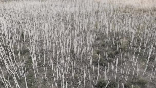 Посушливий Сухий Ліс Посушливою Погодою Мертві Дерева Глобальне Потепління Зміна — стокове відео
