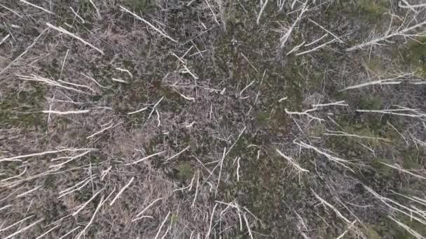 Засуха Сухой Лес Засушливой Погодой Мертвые Деревья Глобальное Потепление Изменение — стоковое видео
