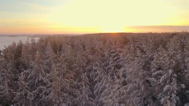 Arctische Bevroren Bos Een Besneeuwde Vorst Kristallen Van Bevroren Sneeuwvlokken — Stockvideo