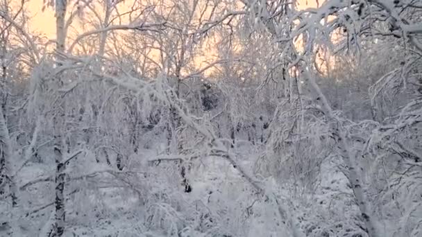雪の霜の中の北極の凍った森 寒い冬の寒い季節の枝に凍った雪片のクリスタル 静寂の中で夢見る森 平和な冬の雪に覆われた北極の森 雪の妖精 — ストック動画