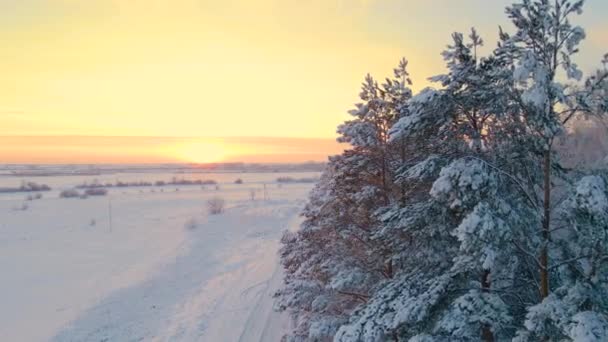 Арктический Замерзший Лес Снежный Мороз Кристаллы Замороженных Снежинок Ветвях Холодную — стоковое видео