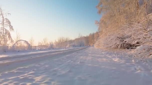 雪の霜の中の北極の凍った森 寒い冬の寒い季節の枝に凍った雪片のクリスタル 静寂の中で夢見る森 平和な冬の雪に覆われた北極の森 雪の妖精 — ストック動画
