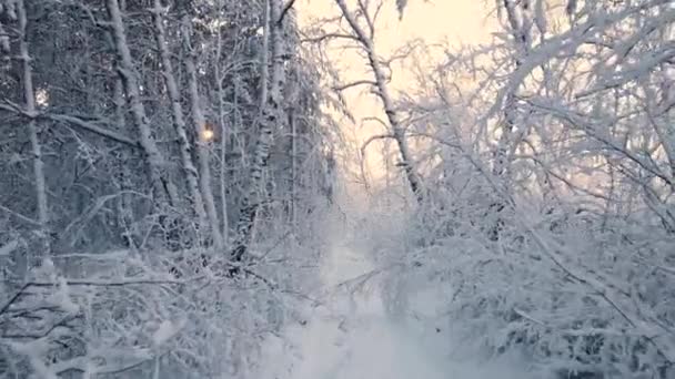 Bosque Congelado Ártico Una Helada Nevada Cristales Copos Nieve Congelados — Vídeos de Stock