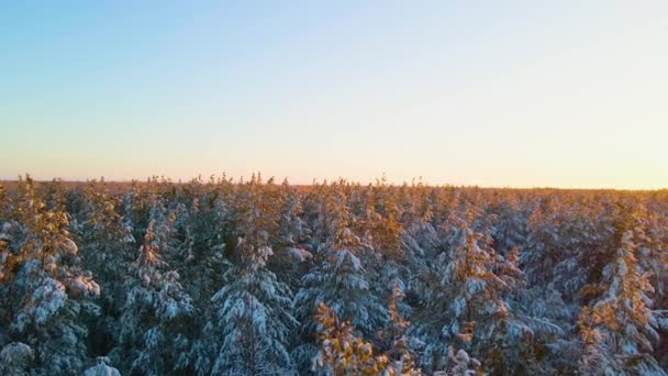 Arktischer Gefrorener Wald Schneebedecktem Frost Kristalle Gefrorener Schneeflocken Auf Ästen — Stockvideo