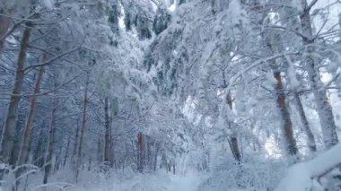 Arktik donmuş orman, karlı bir soğukta. Soğuk kış havasında donmuş kar tanelerinin kristalleri. Sessizlikte rüya gören bir orman. Gündüz vakti barışçıl kar kaplı kuzey kutbu ormanı.