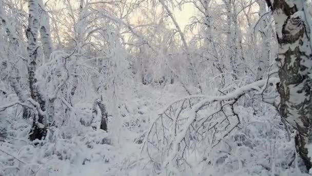 Arktický Zamrzlý Les Zasněženém Mrazu Krystaly Zmrzlých Sněhových Vloček Větvích — Stock video