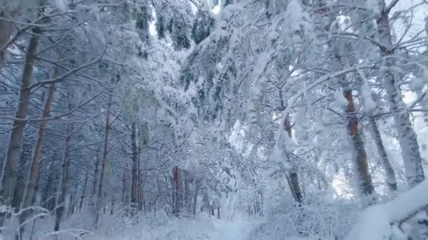 Bosque Congelado Ártico Una Helada Nevada Cristales Copos Nieve Congelados — Vídeos de Stock
