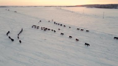 Köpekli bir çoban, atları kutup koşullarında kış otlaklarından sürer. Kış zamanı karla kaplı bir tarlada atlar dörtnala koşarlar. Gün doğumunda, günbatımında, kış tarlalarında atların zarafeti.
