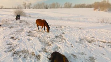 Vahşi atlar kış otlaklarında otlar ve kışın kutup enlemlerindeki karın altından yiyeceklerini alırlar. Kış tarlalarındaki at lütfu, toynaklarıyla çimenleri söker. Kış çölü.