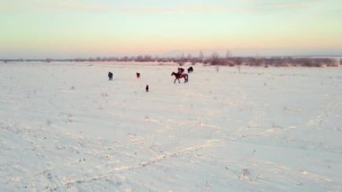 Köpekli bir çoban, atları kutup koşullarında kış otlaklarından sürer. Kış zamanı karla kaplı bir tarlada atlar dörtnala koşarlar. Gün doğumunda, günbatımında, kış tarlalarında atların zarafeti.