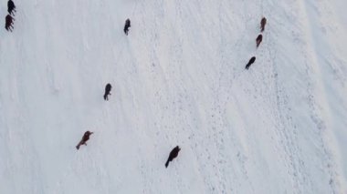Vahşi atlar kış otlaklarında otlar ve kışın kutup enlemlerindeki karın altından yiyeceklerini alırlar. Kış tarlalarındaki at lütfu, toynaklarıyla çimenleri söker. Kış çölü.