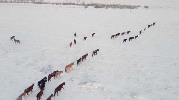 Köpekli Bir Çoban Atları Kutup Koşullarında Kış Otlaklarından Sürer Kış — Stok video