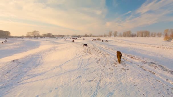 Dzikie Konie Wypasają Się Pastwiskach Zimowych Zimie Zbierają Jedzenie Spod — Wideo stockowe