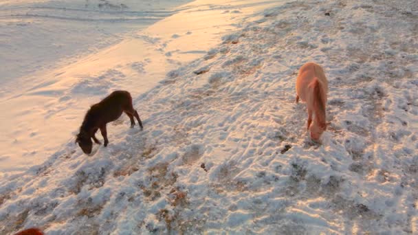 Άγρια Άλογα Βόσκουν Χειμερινά Λιβάδια Και Πάρει Την Τροφή Τους — Αρχείο Βίντεο