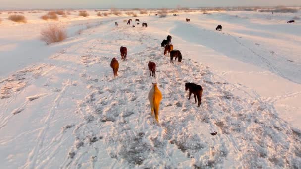 Cavalos Selvagens Pastam Pastagens Inverno Obter Sua Comida Sob Neve — Vídeo de Stock