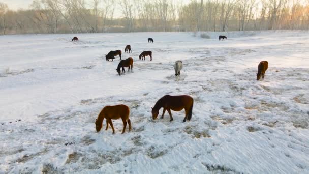 冬の牧草地で野生の馬は 冬の極緯度で雪の下から彼らの食べ物を取得します 冬の畑の恵みは雪の下に彼らのハウジングで草を抽出しました 冬の砂漠 — ストック動画