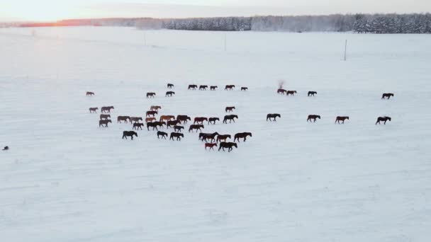 冬の牧草地で野生の馬は 冬の極緯度で雪の下から彼らの食べ物を取得します 冬の畑の恵みは雪の下に彼らのハウジングで草を抽出しました 冬の砂漠 — ストック動画