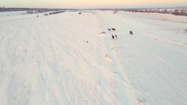 Köpekli Bir Çoban Atları Kutup Koşullarında Kış Otlaklarından Sürer Kış — Stok video
