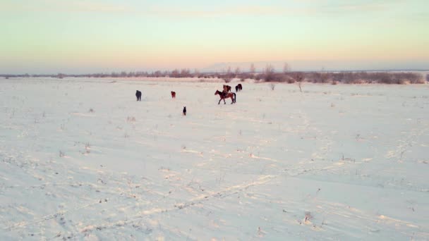 Ένας Βοσκός Ένα Άλογο Ένα Σκύλο Οδηγεί Άλογα Από Χειμερινά — Αρχείο Βίντεο
