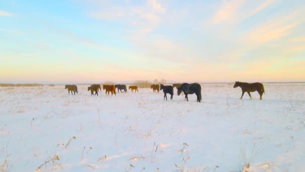 Kuda Liar Merumput Padang Rumput Musim Dingin Dan Mendapatkan Makanan — Stok Video