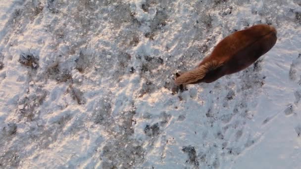 野马在冬天的牧场上吃草 在极地纬度的雪地里吃草 冬天的田野上 马儿的优雅在雪地里采摘草 马蹄在雪地里 — 图库视频影像
