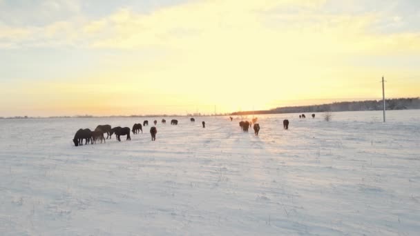 Los Caballos Salvajes Pastan Los Pastos Invierno Obtienen Comida Debajo — Vídeo de stock