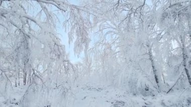 Buz gibi soğukta Kuzey Kutbu 'nda bir dron uçurmak. Soğuk kış mevsiminde donmuş kar tanelerinin kristalleri. Gün boyunca sakin bir kış ormanı.