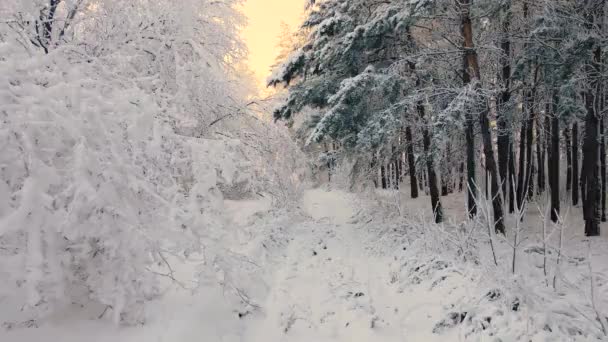雪の寒い寒い北極の凍った森をドローンで飛ぶ 寒い冬の寒い季節の枝に凍った雪片のクリスタル 静寂の休眠林 平和な冬の北極の森 — ストック動画