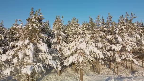 Arctische Bevroren Bos Een Besneeuwde Vorst Kristallen Van Bevroren Sneeuwvlokken — Stockvideo