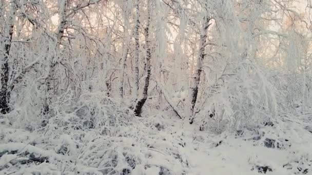 雪の寒い寒い北極の凍った森をドローンで飛ぶ 寒い冬の寒い季節の枝に凍った雪片のクリスタル 静寂の休眠林 平和な冬の北極の森 — ストック動画