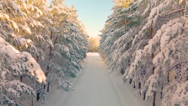 Voando Drone Através Beco Congelado Árvores Coníferas Floresta Ártica Frio — Vídeo de Stock