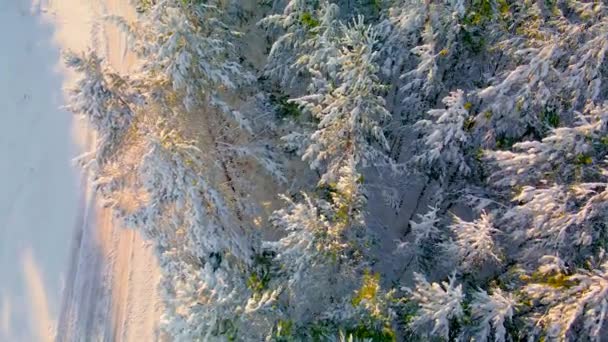 Пролітаючи Безпілотник Через Замерзлу Алею Хвойних Дерев Арктичному Лісі Сніжному — стокове відео
