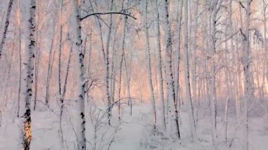 Buz gibi soğukta Kuzey Kutbu 'nda bir dron uçurmak. Soğuk kış mevsiminde donmuş kar tanelerinin kristalleri. Gün boyunca sakin bir kış ormanı.