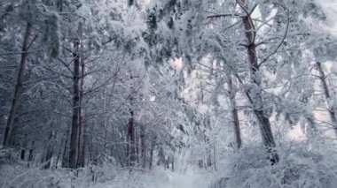 Arktik ormanlarındaki donmuş kozalaklı ağaçların arasında bir dron uçurmak. Donmuş orman yolu. Soğuk kış havasında donmuş kar tanelerinin kristali.
