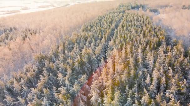 Vliegen Met Een Drone Door Een Bevroren Steegje Van Naaldbomen — Stockvideo