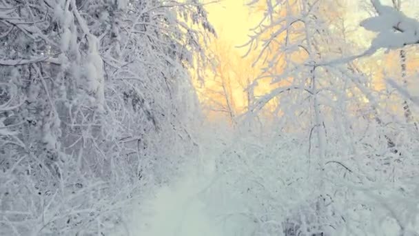 Летание Беспилотника Через Замерзший Арктический Лес Снежном Холоде Кристаллы Замороженных — стоковое видео