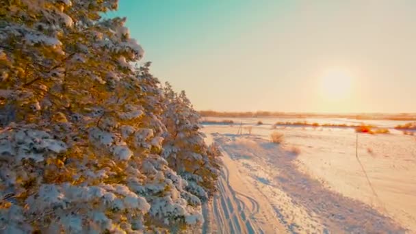 Volando Avión Tripulado Través Callejón Congelado Árboles Coníferas Bosque Ártico — Vídeo de stock
