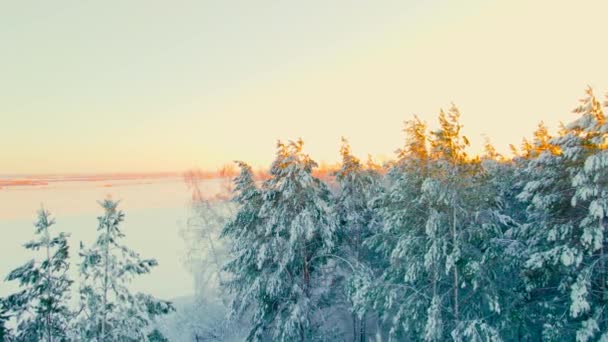 Летание Дрона Замерзшей Аллее Хвойных Деревьев Арктическом Лесу Заснеженном Холодном — стоковое видео