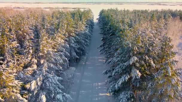 Létání Dron Přes Zamrzlé Uličky Jehličnatých Stromů Arktickém Lese Zasněžené — Stock video
