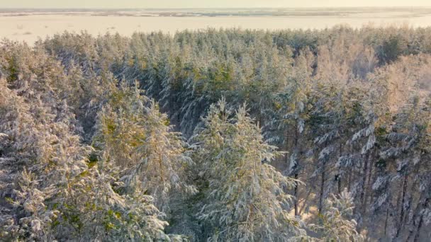 雪の寒い北極の森の凍った木の通路を通ってドローンを飛ぶ 凍った森の道 寒い冬の天候で枝に凍った雪片のクリスタル 芸術的な森林空中 — ストック動画