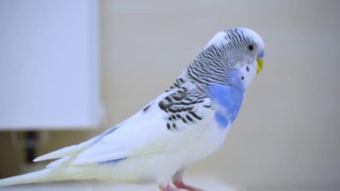 A Parrot looks at the camera in close-up. A domestic colored exotic bird. A tropical bird looks at the camera. Blue and White Parrot 4K video