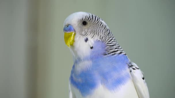 Parrot Looks Camera Close Domestic Colored Exotic Bird Tropical Bird — Stock Video