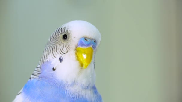 Parrot Looks Camera Close Domestic Colored Exotic Bird Tropical Bird — Stock video