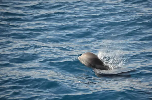 Delfines Salvajes Cerca Tenerife Nadando —  Fotos de Stock