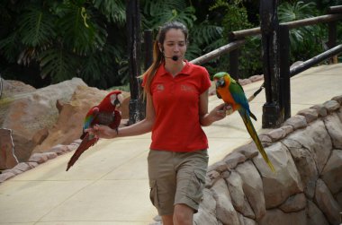 Tenerife, İspanya 03.20.2018: Orman parkında bir zooloji merkezi olarak papağanların gösterimi