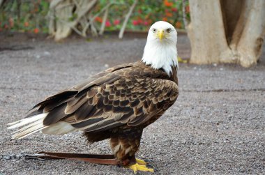 Tenerife Hayvanat Bahçesindeki Kel Kartal Maymun Parkı