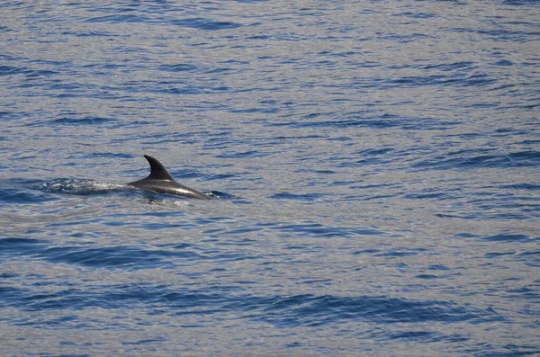 Дикі Дельфіни Поблизу Тенеріфе — стокове фото