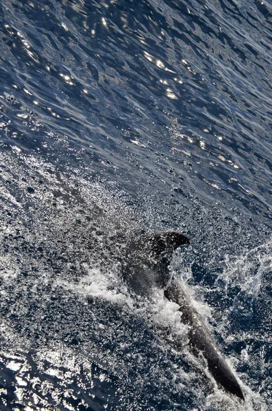 Дикі Дельфіни Поблизу Тенеріфе — стокове фото